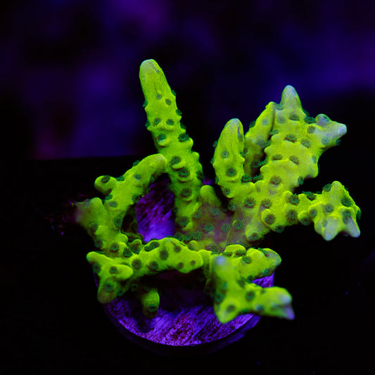 PolypPalooza Bioreef Anacropora #3