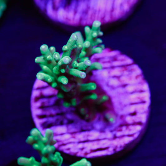 PolypPalooza Tyree Blueberry Fields #3