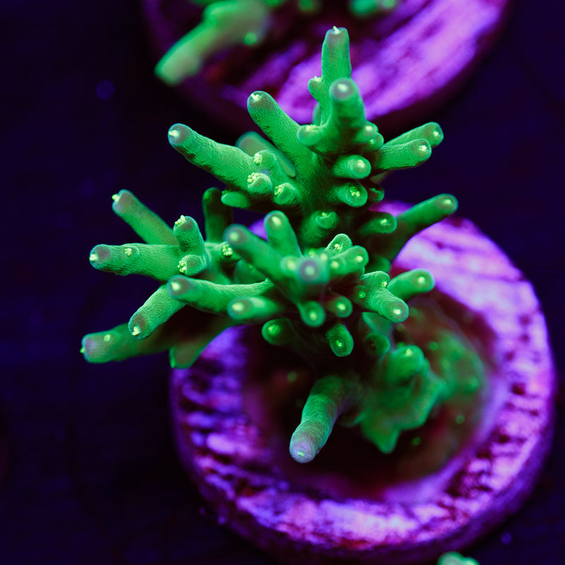 PolypPalooza Tyree Blueberry Fields #5