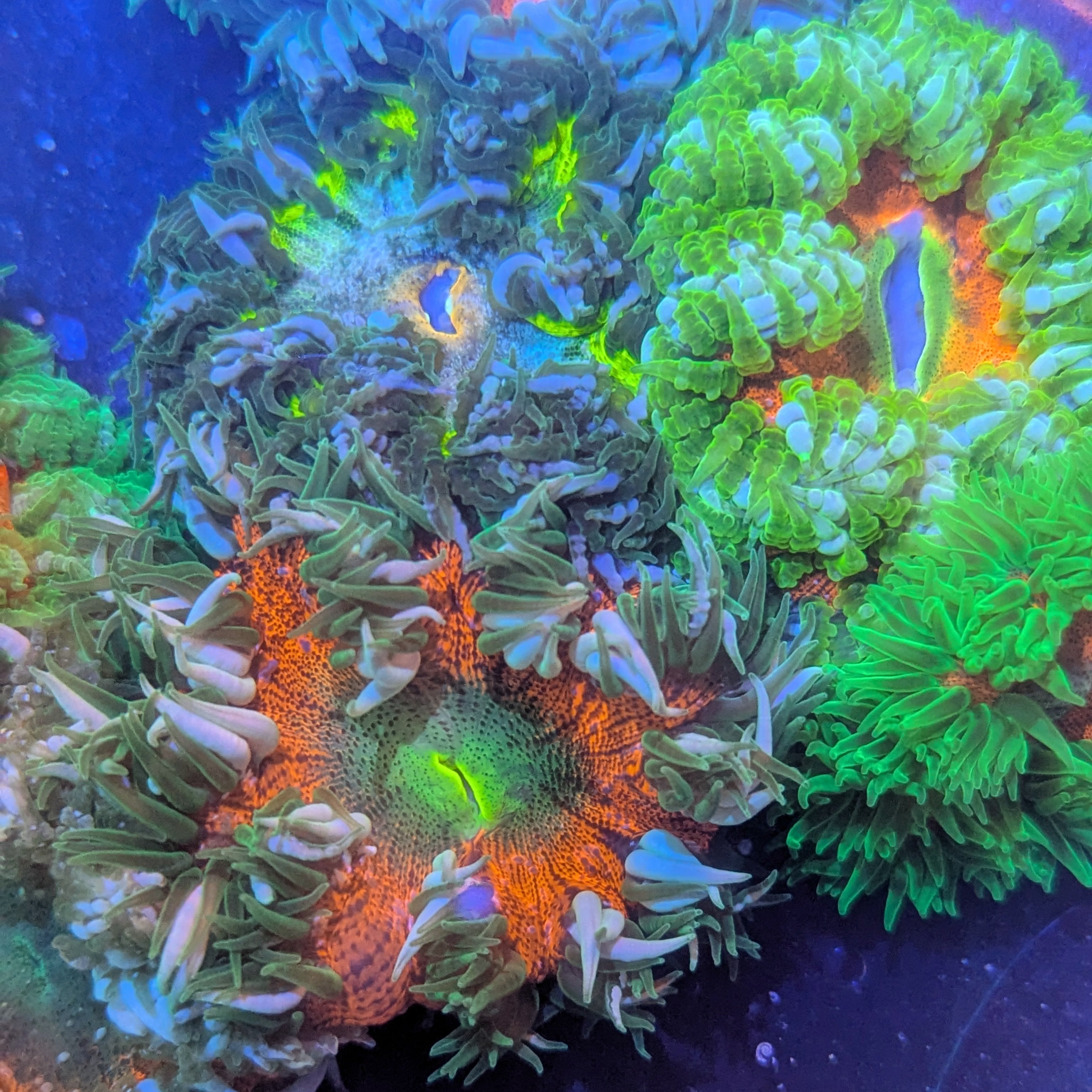 CC We Choose You An Awesome Rock Flower Anemone #7 – Cherry Corals