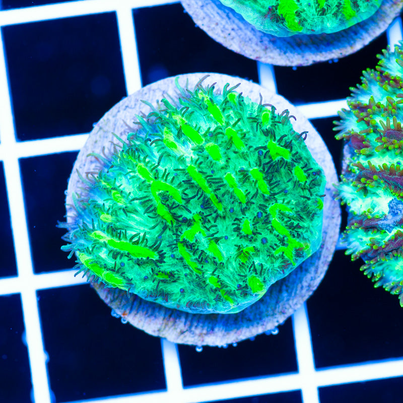 PolypPalooza JF Limelight Hydnophora #1