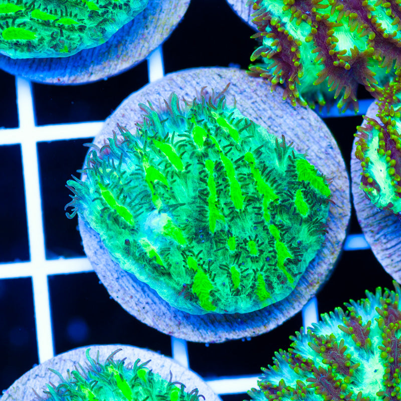 PolypPalooza JF Limelight Hydnophora #2