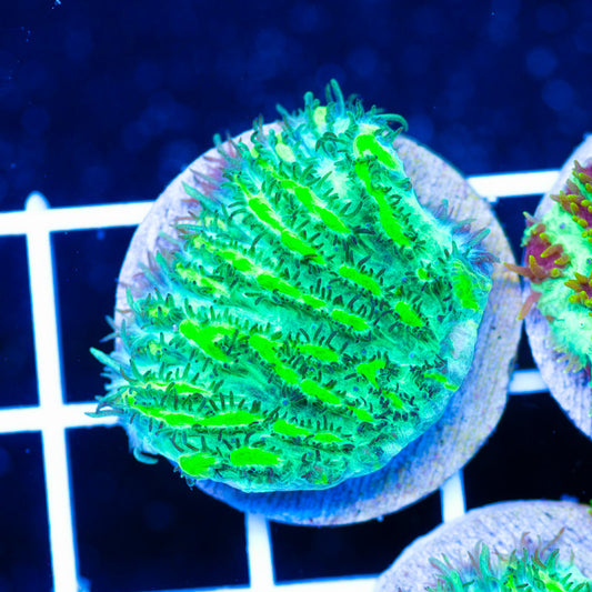 PolypPalooza JF Limelight Hydnophora #3