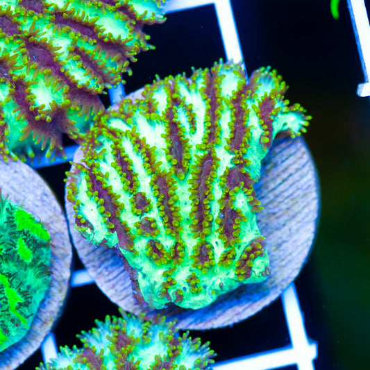 PolypPalooza CC Golden Jeet Hydnophora #2