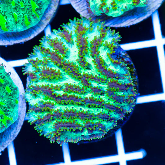 PolypPalooza CC Golden Jeet Hydnophora #3