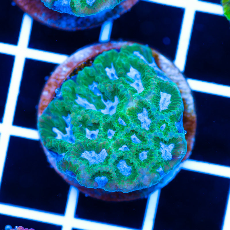 PolypPalooza CC Midori Favia #2