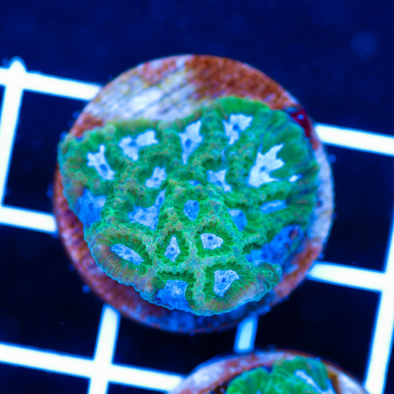 PolypPalooza CC Midori Favia #3