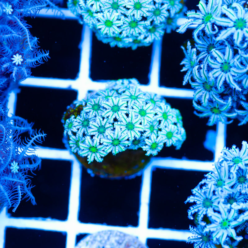 PolypPalooza Lazys Daisies Pipe Organ #11