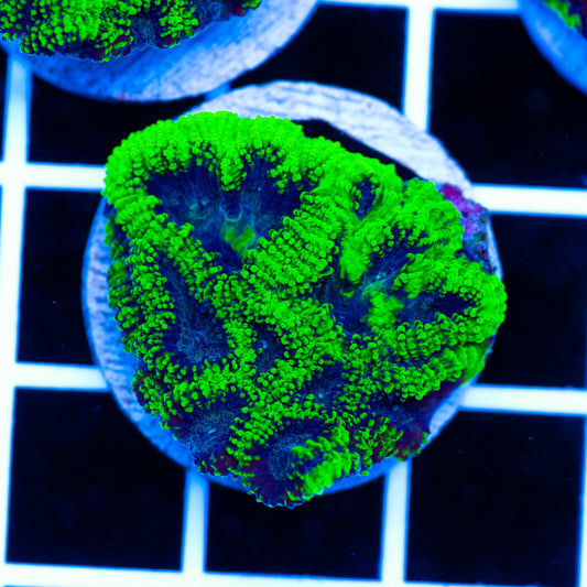 PolypPalooza CC Green Goblin Favia #2