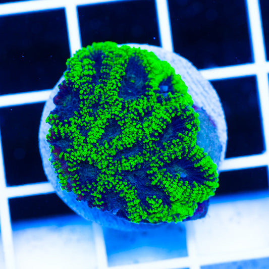 PolypPalooza CC Green Goblin Favia #3