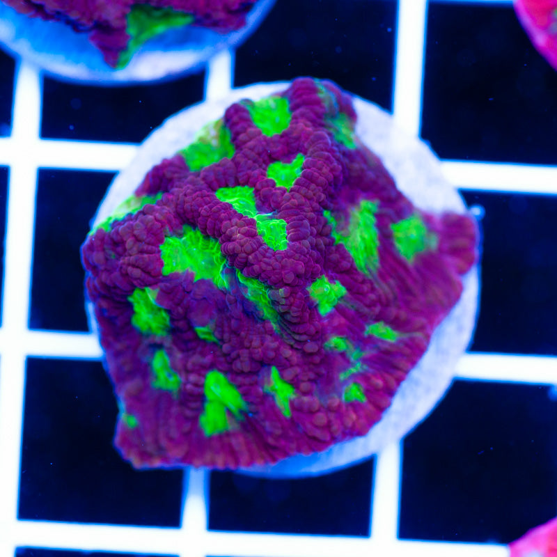 PolypPalooza Red Chili Favia #1