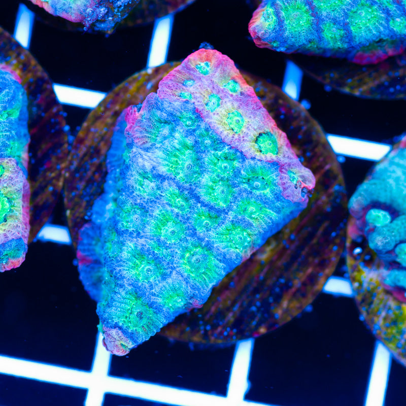 PolypPalooza Two Face Dayglo Favia #3