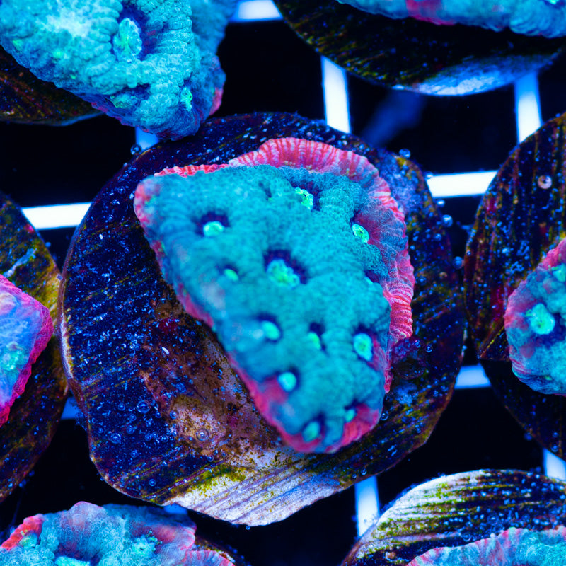 PolypPalooza Red Rim War Coral #3