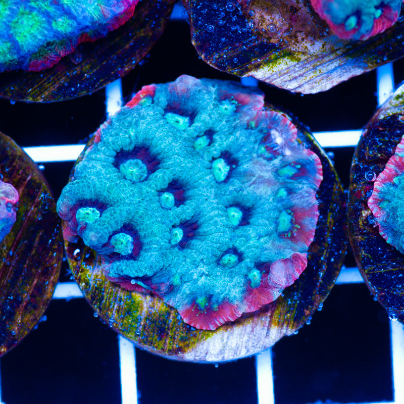 PolypPalooza Red Rim War Coral #4