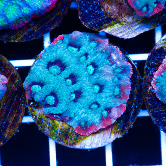 PolypPalooza Red Rim War Coral #4