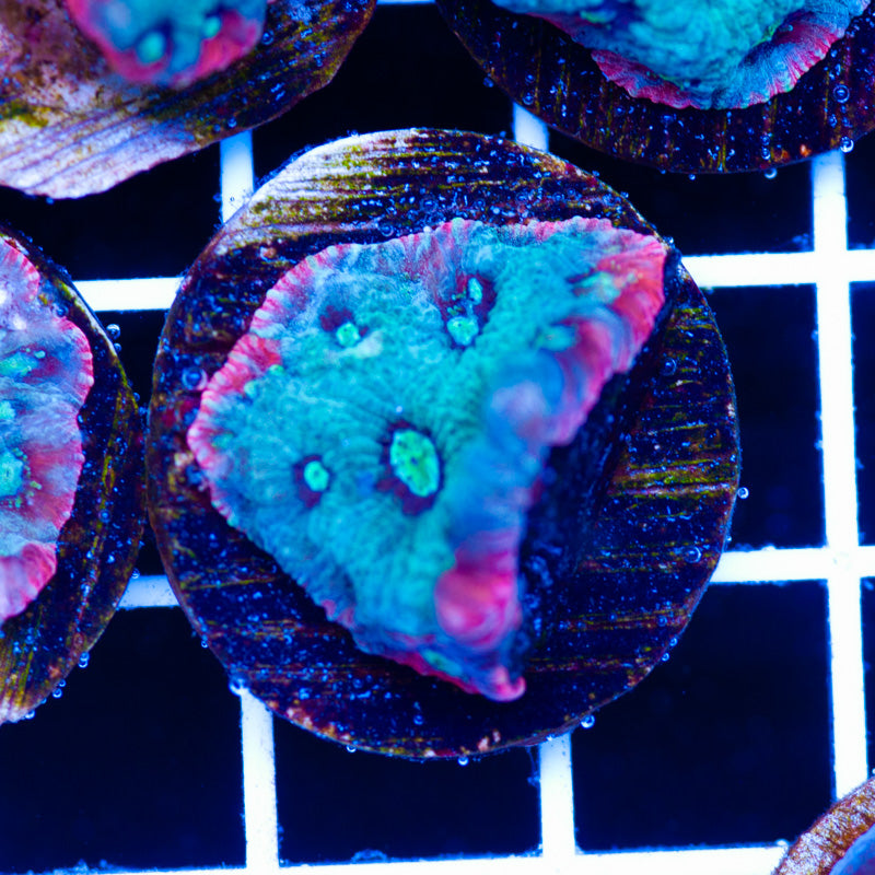 PolypPalooza Red Rim War Coral #5