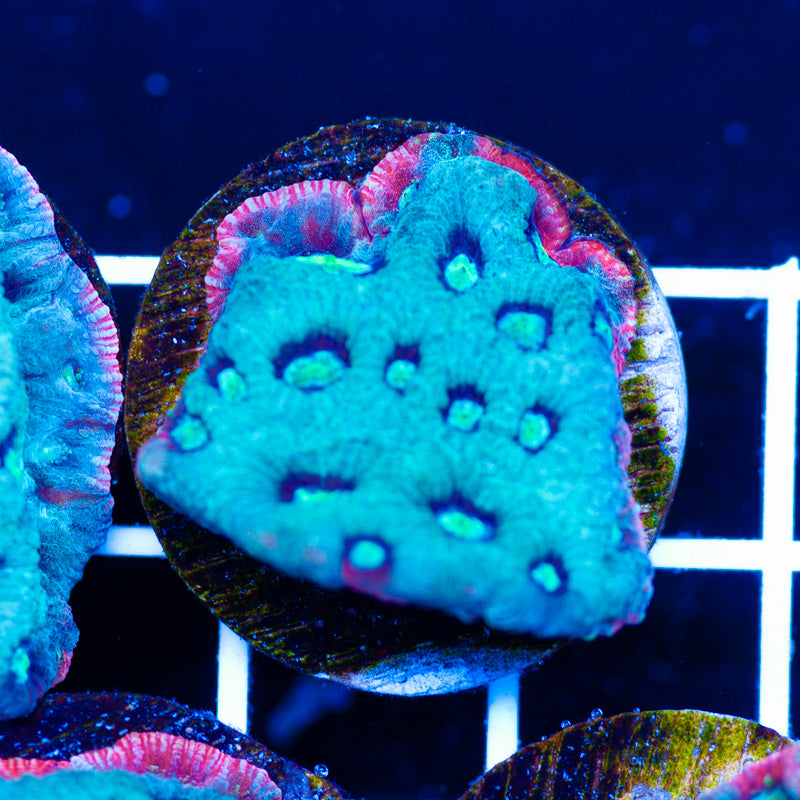 PolypPalooza Red Rim War Coral #7