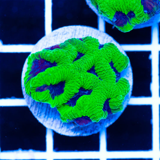 PolypPalooza CC Leprechaun Maze #1