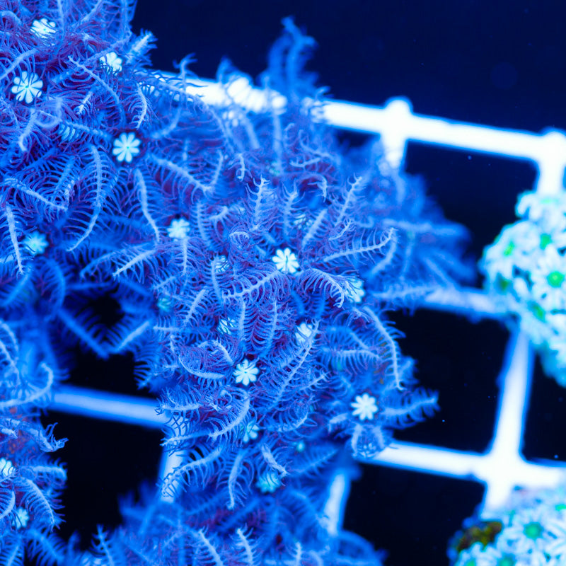 PolypPalooza CC Snowflake Pipe Organ #3