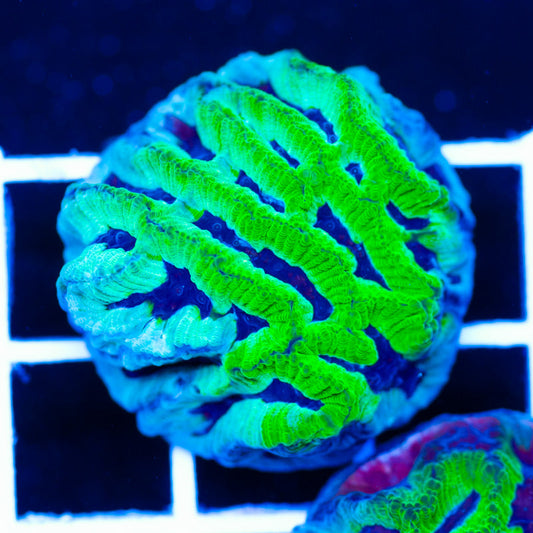 PolypPalooza CC Ice Age Maze #1