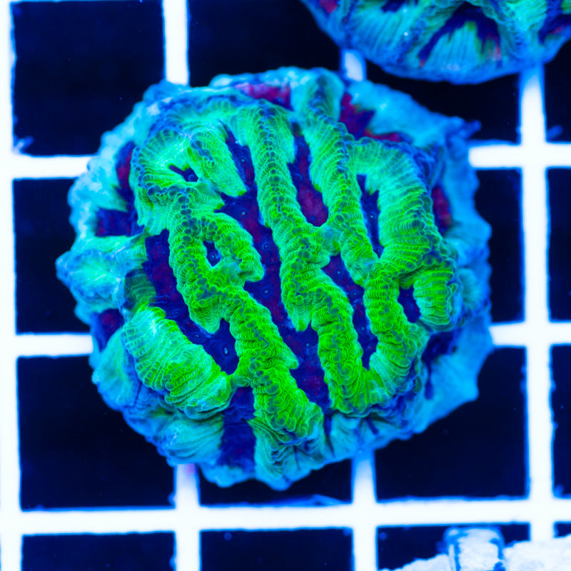 PolypPalooza CC Ice Age Maze #3