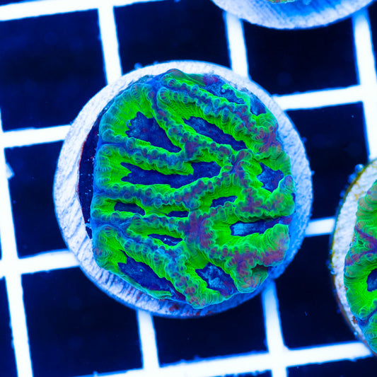 PolypPalooza CC Ghoulies Favia #1