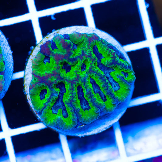 PolypPalooza CC Ghoulies Favia #2