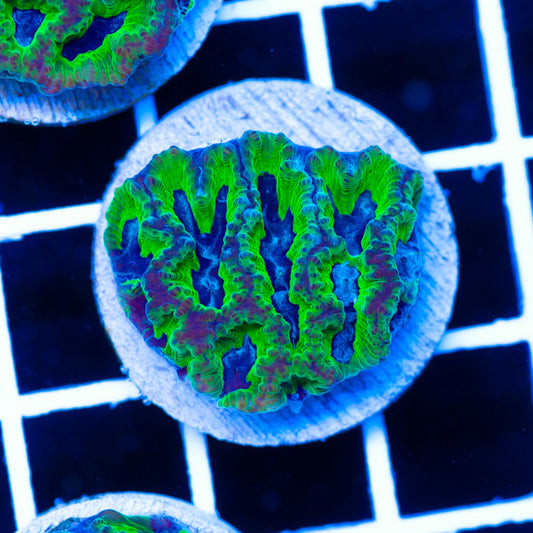 PolypPalooza CC Ghoulies Favia #3