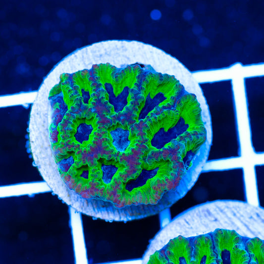 PolypPalooza CC Ghoulies Favia #4