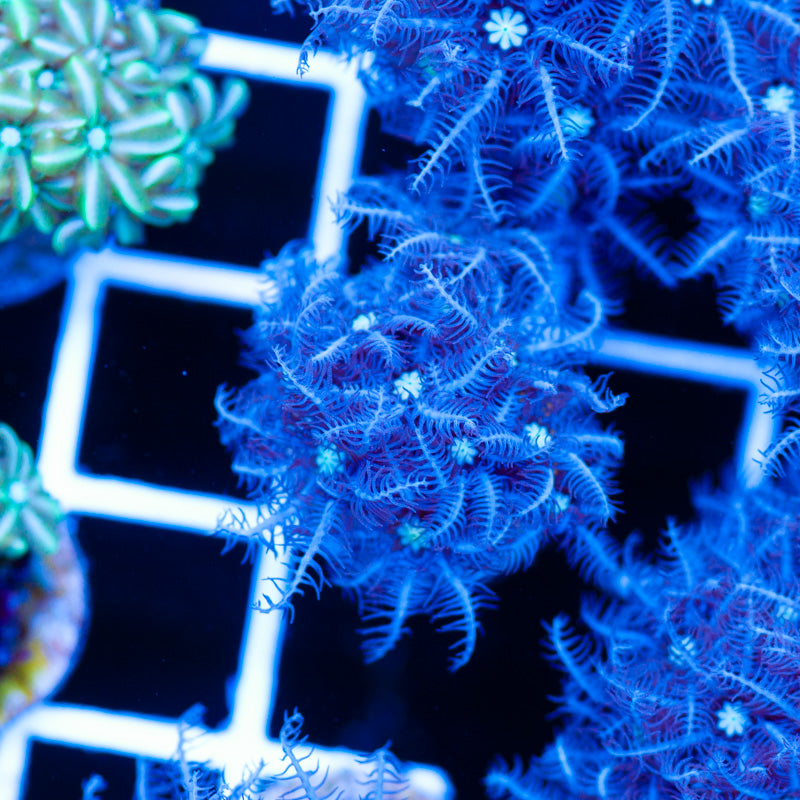 PolypPalooza CC Snowflake Pipe Organ #5