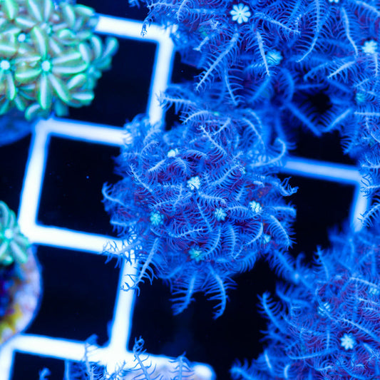 PolypPalooza CC Snowflake Pipe Organ #5