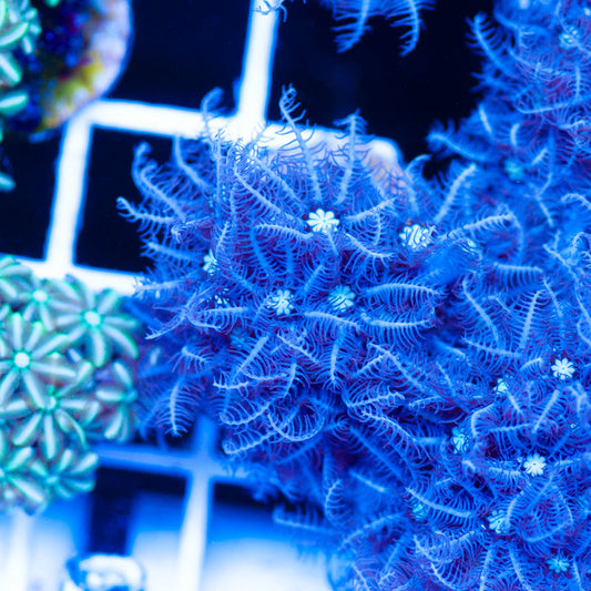 PolypPalooza CC Snowflake Pipe Organ #6