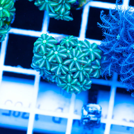 PolypPalooza CC Kryptonite Pipe Organ #1