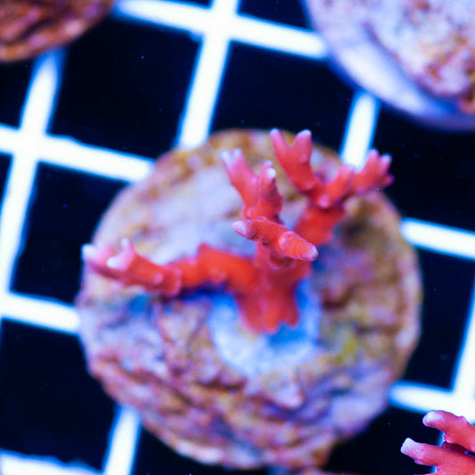 PolypPalooza CC Habanero Anacropora #5