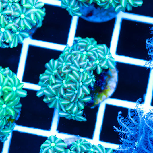 PolypPalooza CC Kryptonite Pipe Organ #2