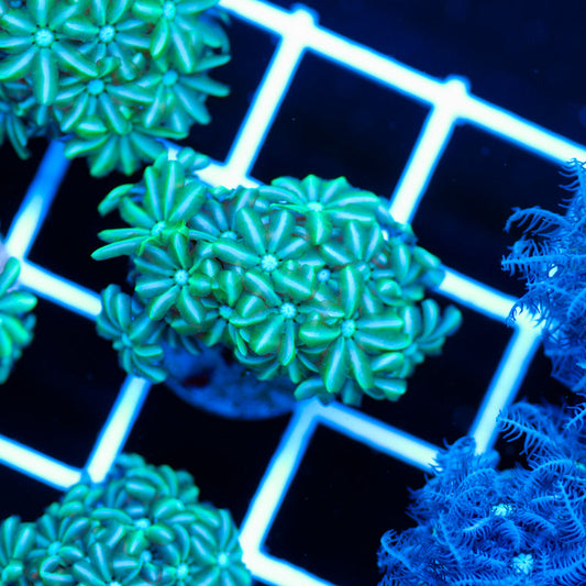 PolypPalooza CC Kryptonite Pipe Organ #3