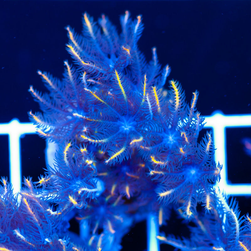 PolypPalooza CC Gold Stripe Clove #6