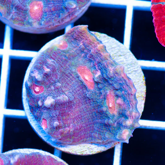 PolypPalooza CC Cherries Jubilee Chalice #2