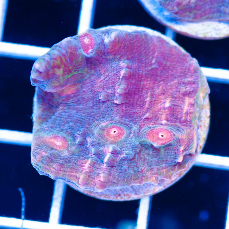 PolypPalooza CC Cherries Jubilee Chalice #3