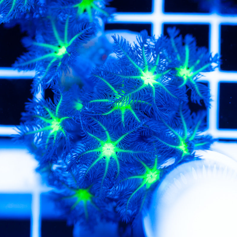 PolypPalooza CC Alieneye Cloves #3