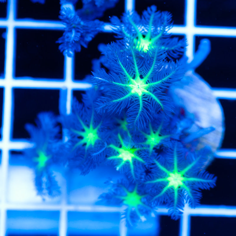 PolypPalooza CC Alieneye Cloves #7