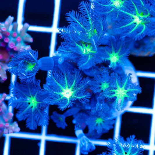 PolypPalooza CC Alieneye Cloves #8