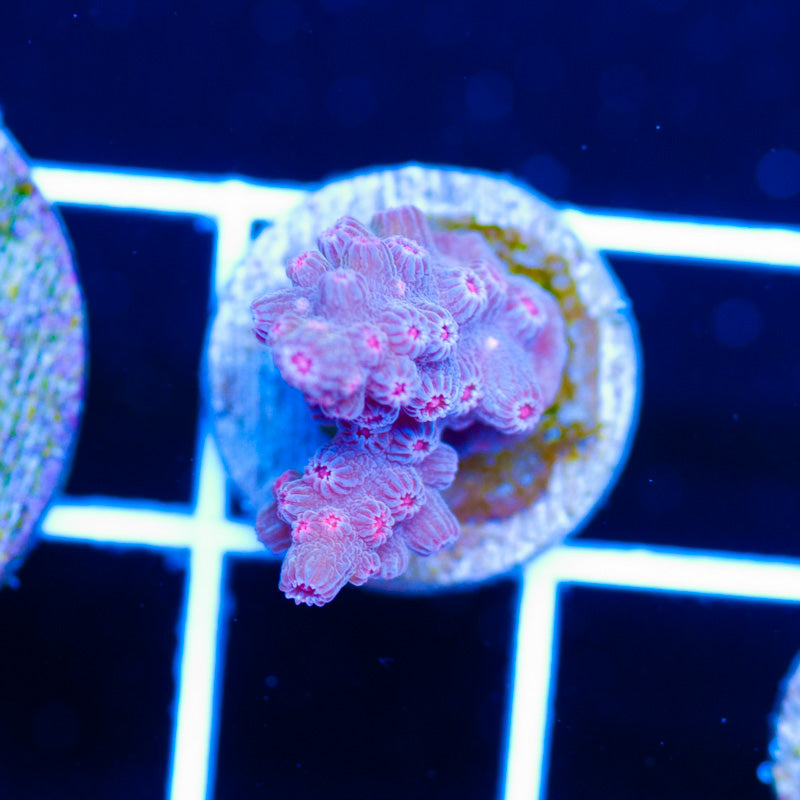 PolypPalooza Hot Pink Branching Cyphastrea #6