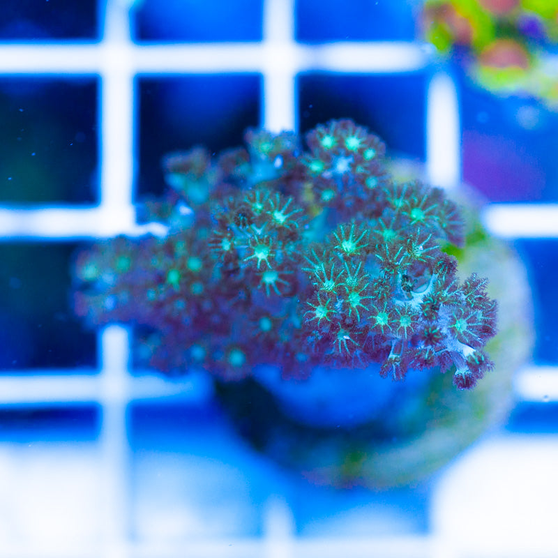 PolypPalooza Green Spaghetti Sinularia