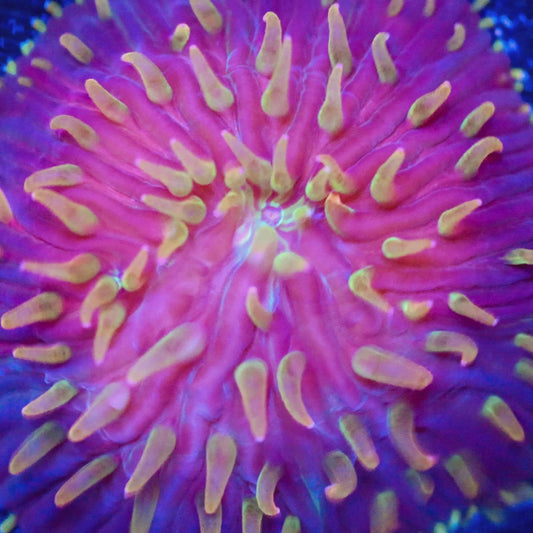 CC Flame Tip Diaseris #2