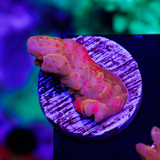 Aquatic Touch Grafted Setosa #1
