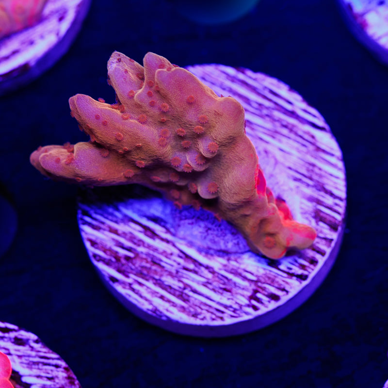 Aquatic Touch Grafted Setosa #2