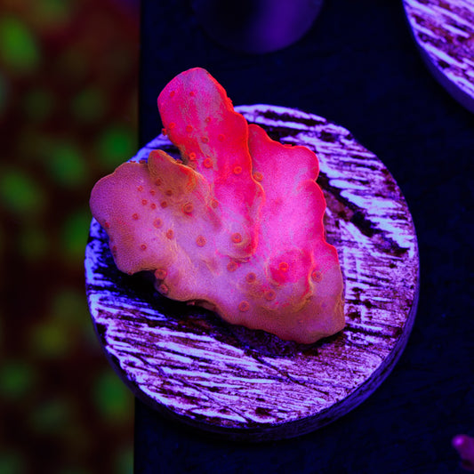 Aquatic Touch Grafted Setosa #3