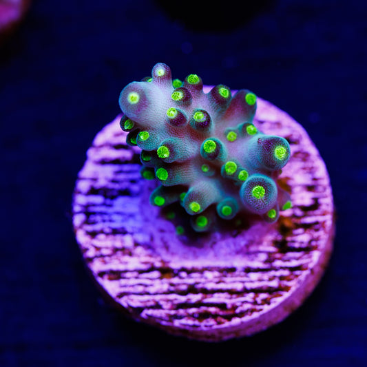 WWC Bikini Navini #1