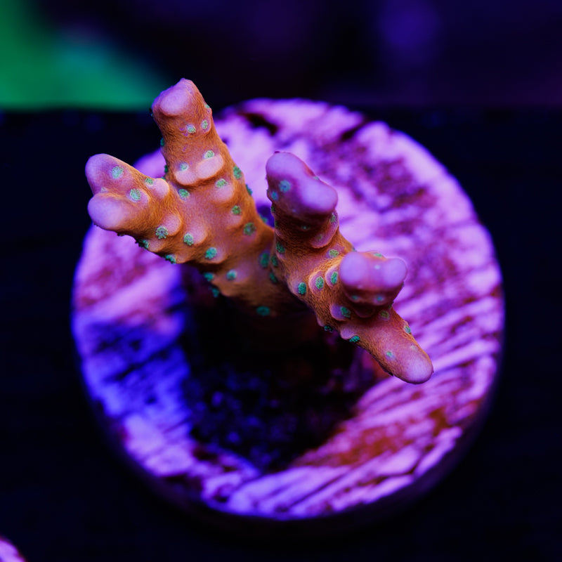 RRC Tropicana #1